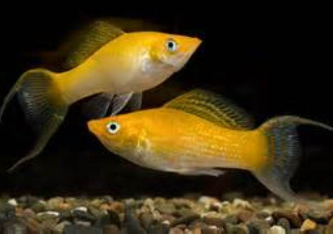 live freshwater fish