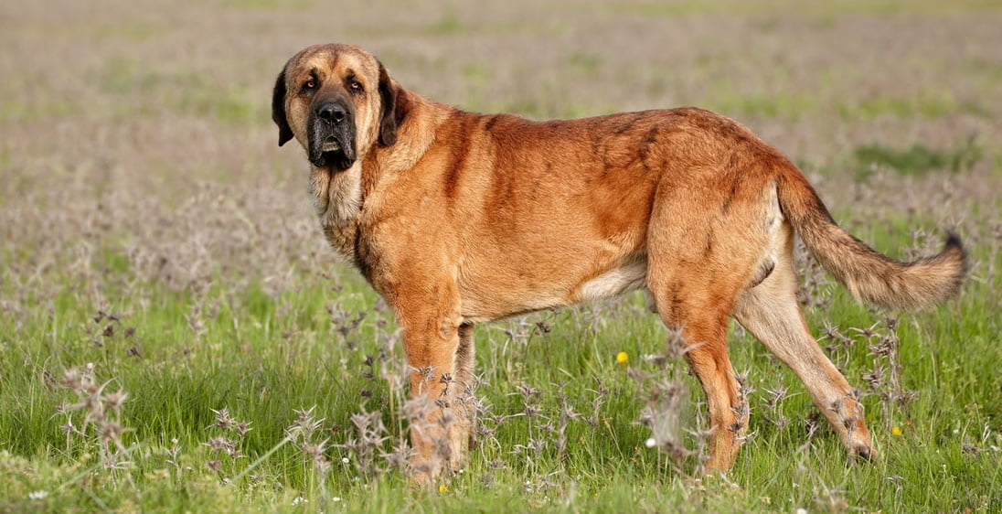 are spanish mastiffs good dogs