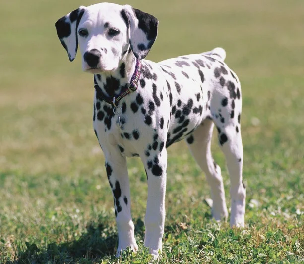 are dalmatians good apartment dogs