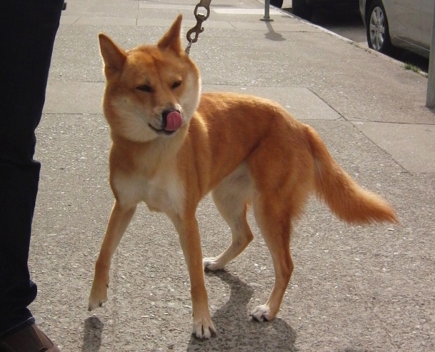 do korean jindo dogs shed