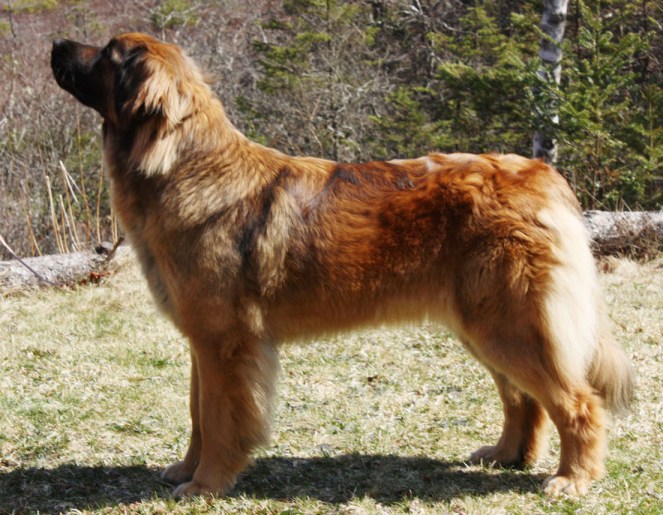 how to properly care for a leonberger