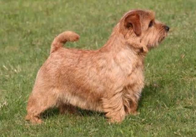 are norfolk terriers easy to train