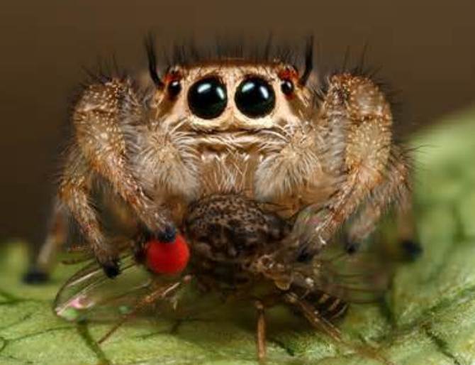 Jumping Spiders: The dog Like Arachnid Becoming a Popular pet