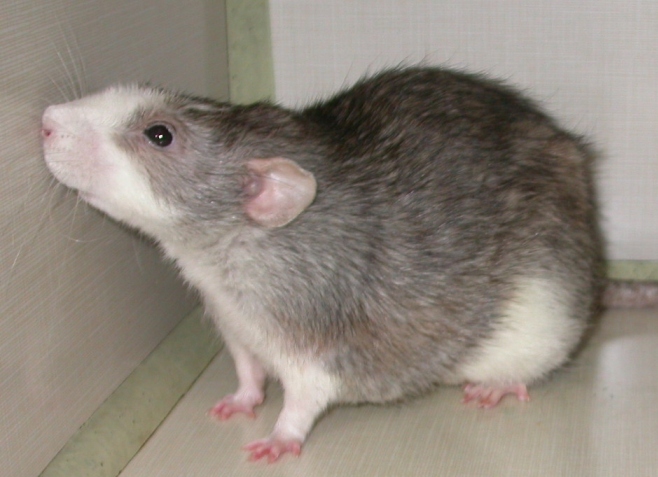 Pet Rat Body Type - Pets Australia