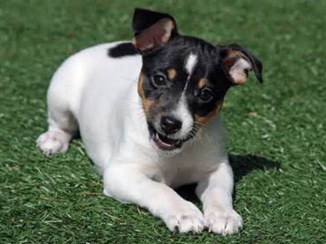 Best brush outlet for rat terrier