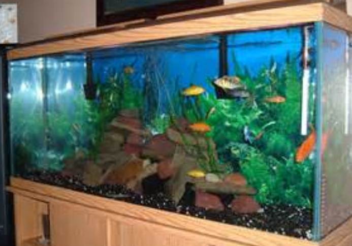 Setting Up An Aquarium - Pets Australia