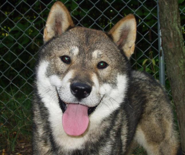 are shikoku dogs friendly or aggressive with strangers