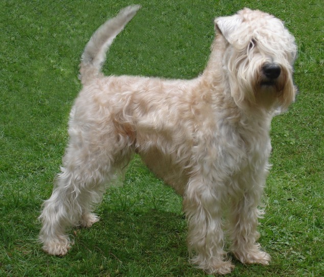 do wheaten terrier shed a lot