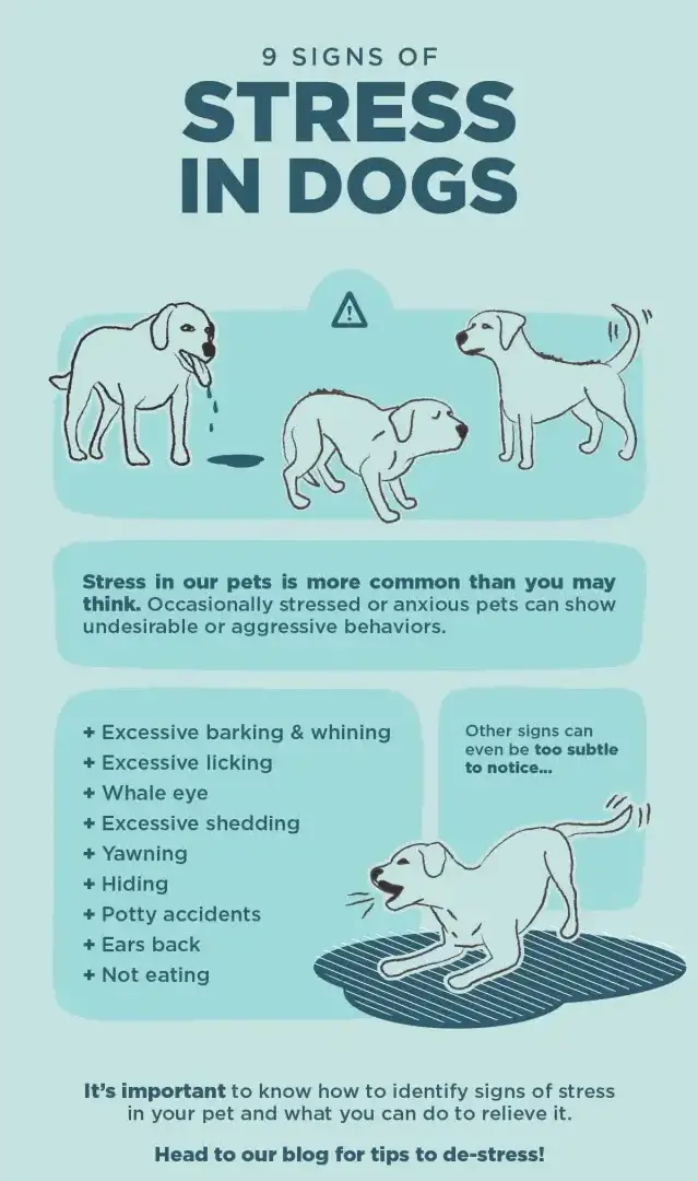 common signs of stress or anxiety in pets.