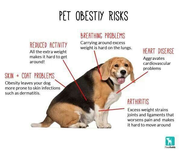 risks associated with pet obesity.