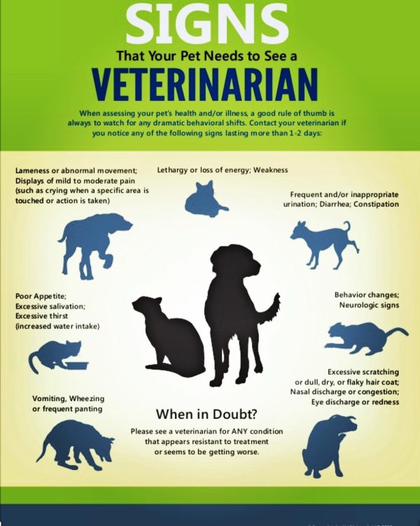 A chart showing signs when to contact a vet.