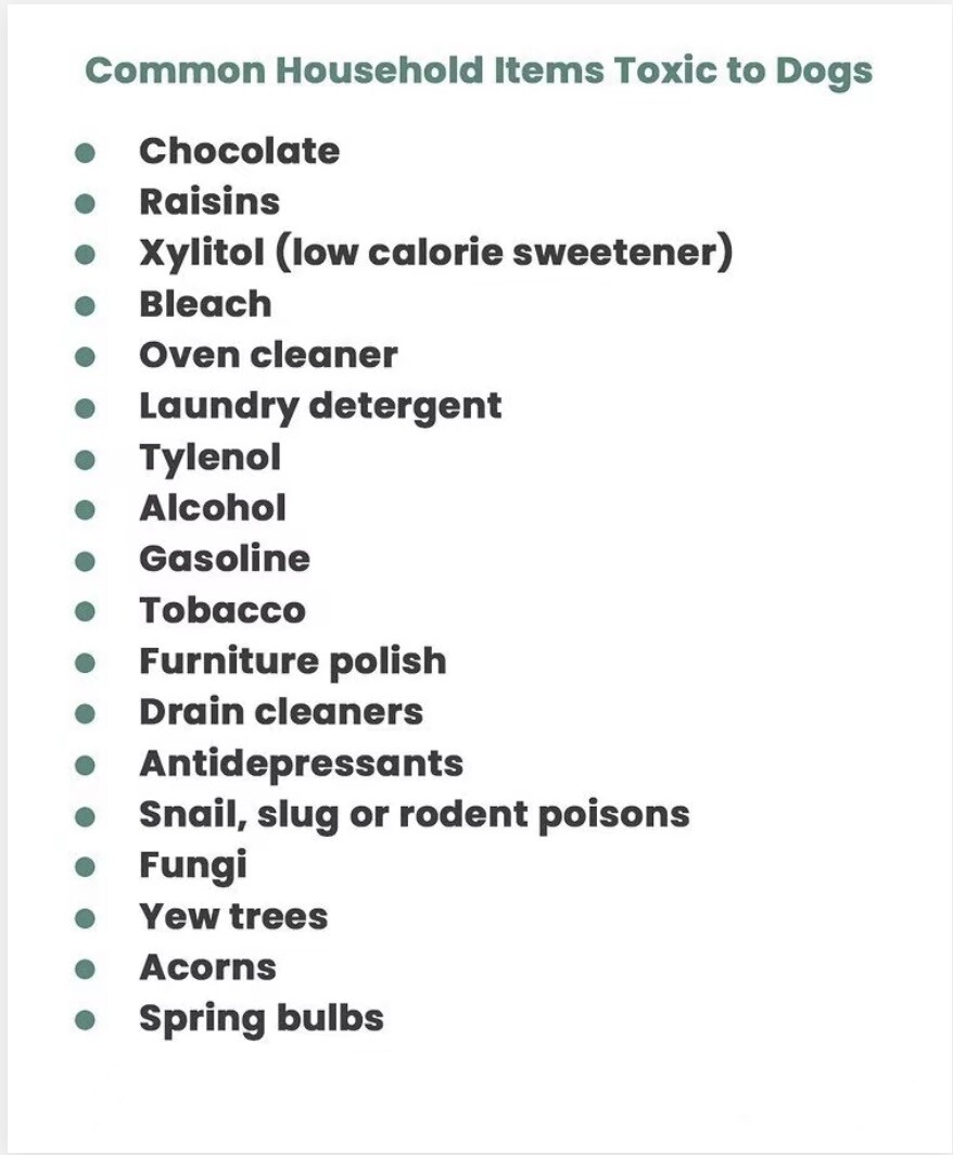 common household items that can be poisonous to pets