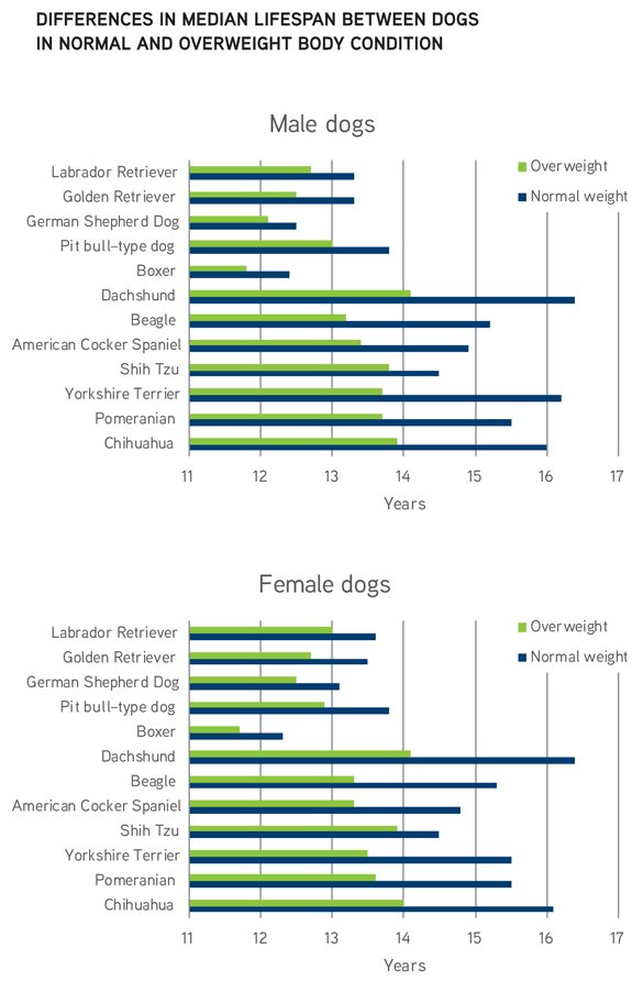 Chart representing the reduced lifespan of obese pets as compared to healthy ones.