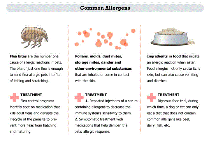 common allergens that can affect pets