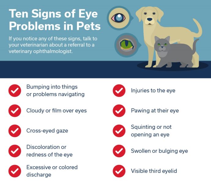 10 early signs of eye problem in dogs