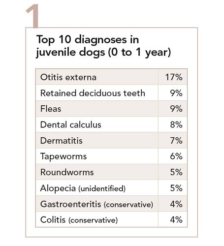 A chart displaying the top 10 pet illnesses