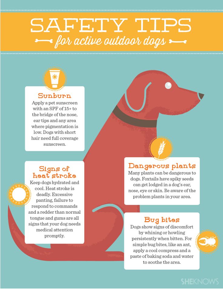 safety guidelines for outdoor activities with pets