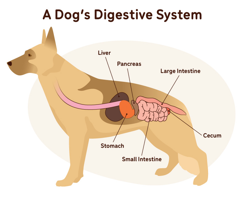 Dog's digestive system 