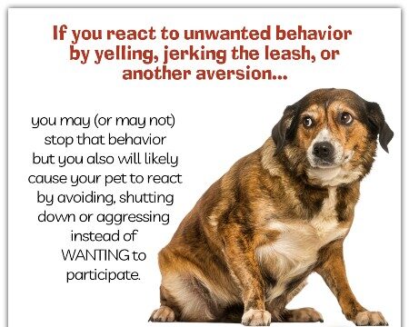 common mistakes pet owners make when dealing with unwanted pet behaviours.
