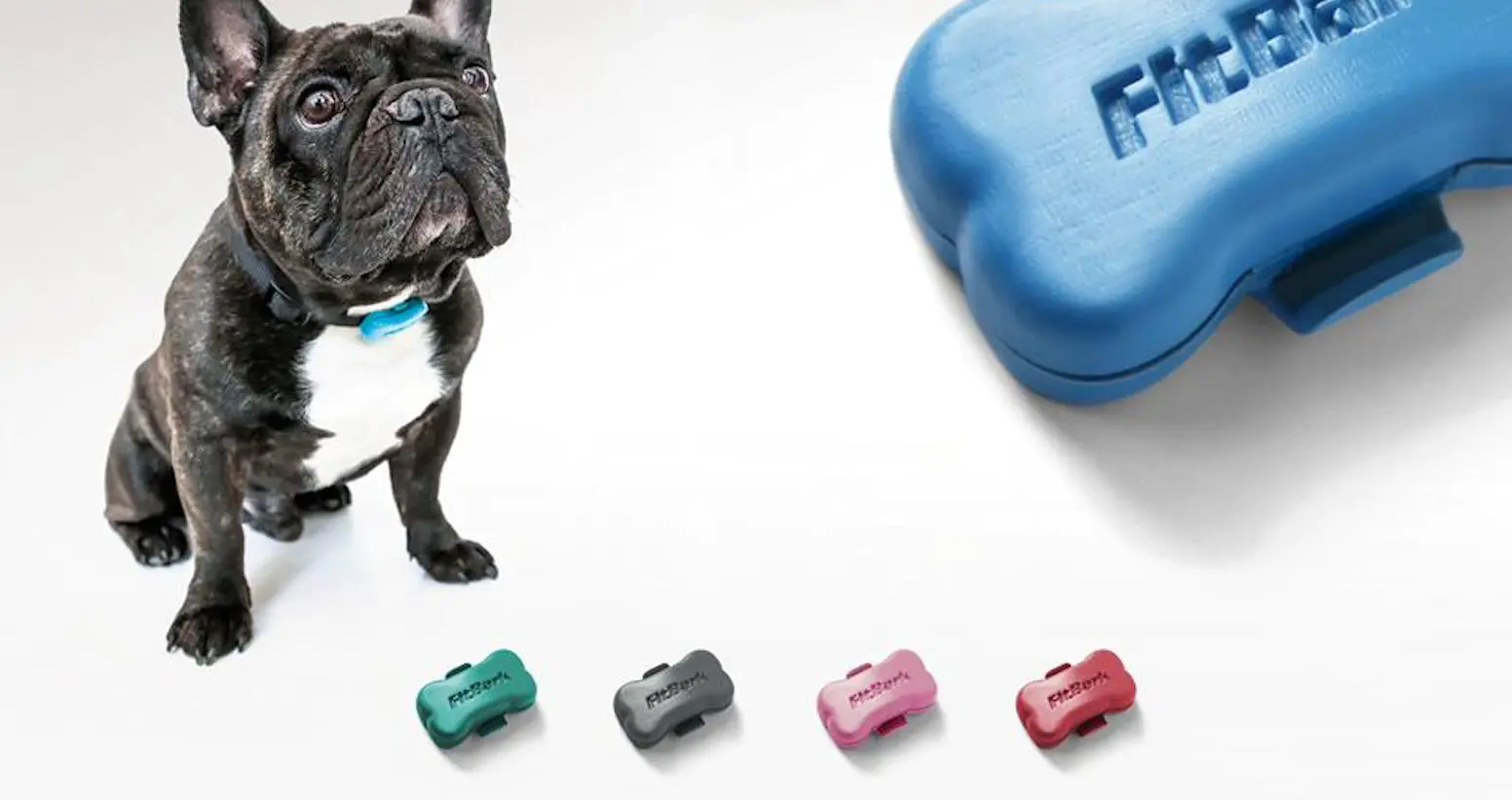 The FitBark activity monitor attached to a dog collar.
