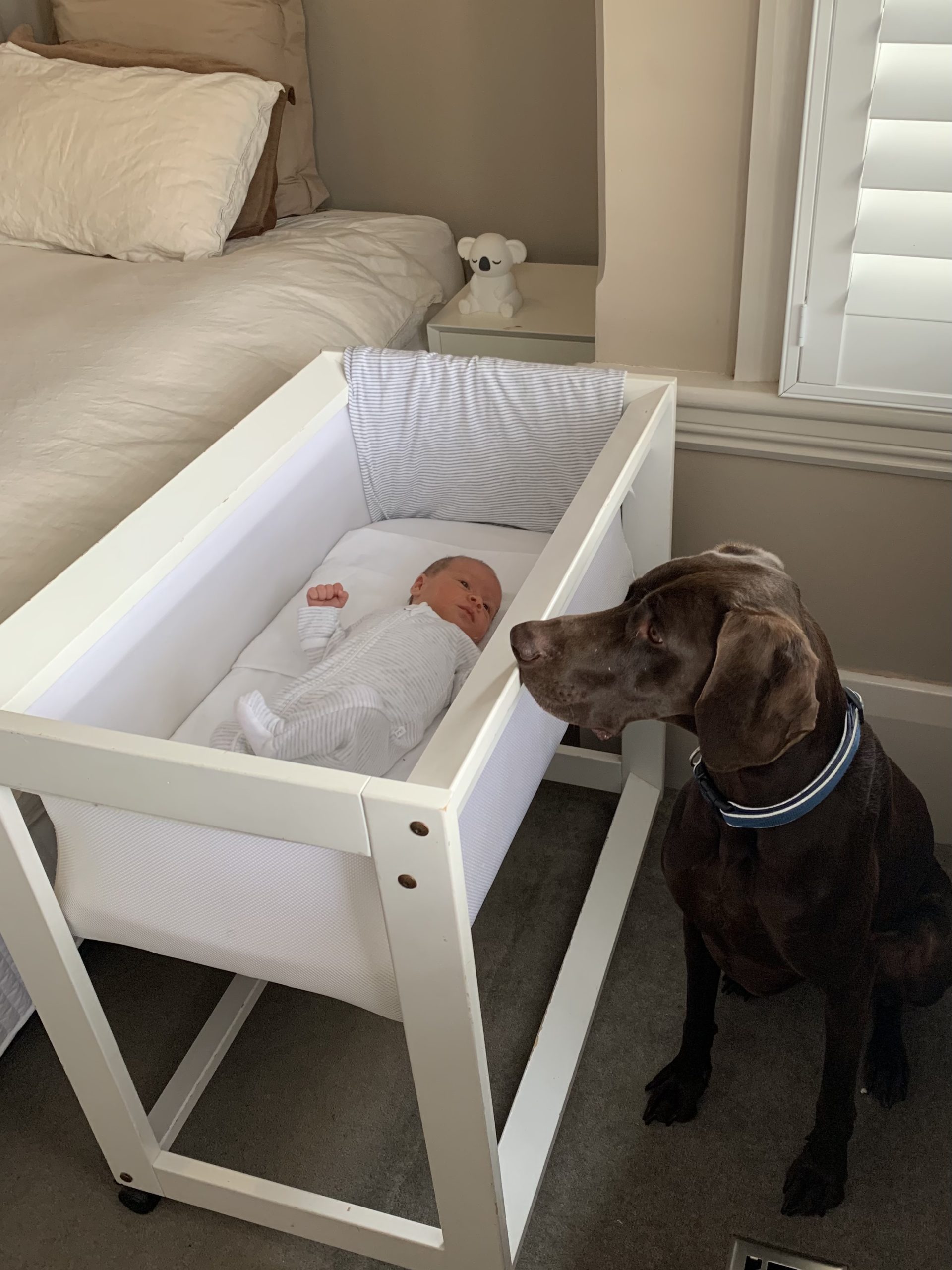 A dog observing a baby