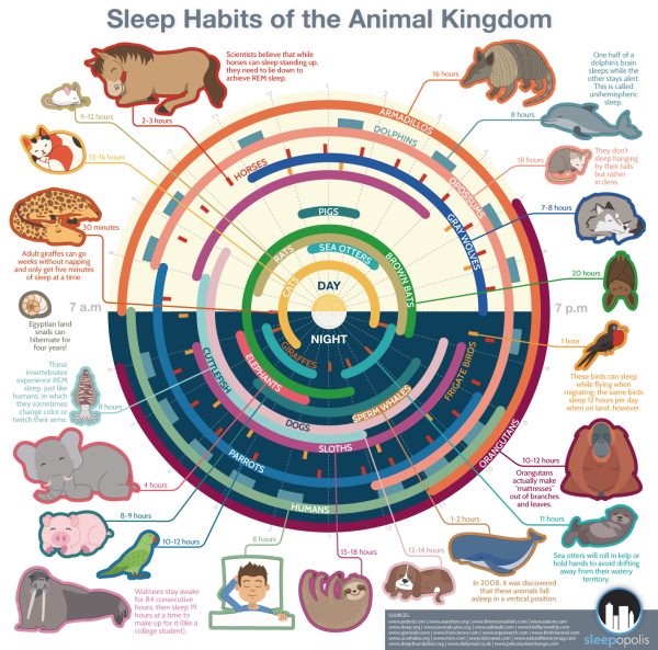Graphic showing the recommended amount of sleep for different types of pets
