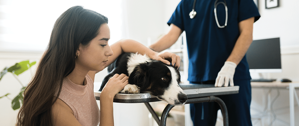 A compassionate veterinary professional discussing end-of-life care options with a pet owner.