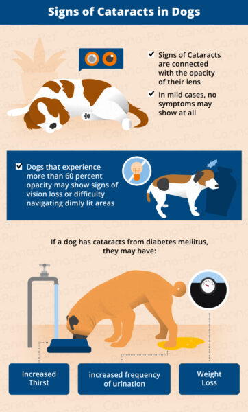 Signs of Cataracts in dogs