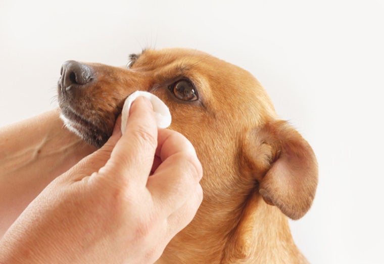 A pet owner gently cleaning their pet's eyes with a cloth.