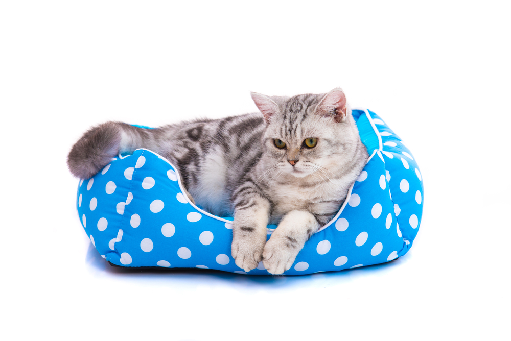 Cute American Shorthair kitten lying in cat bed