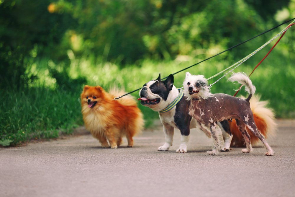 dogs enjoying a walk