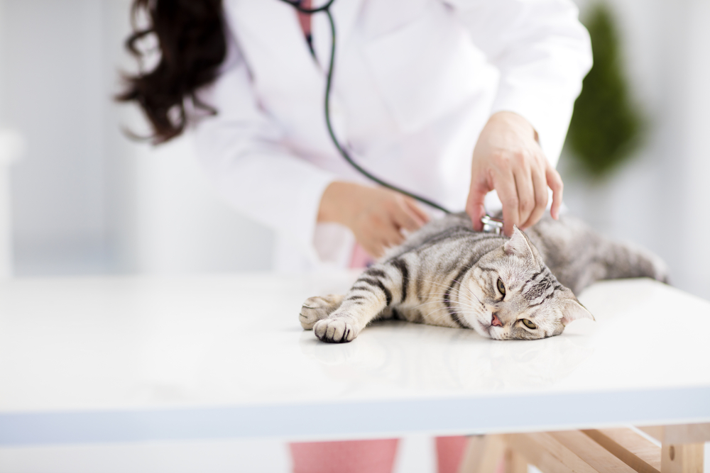 A vet examining a cat for possible sleep disorders