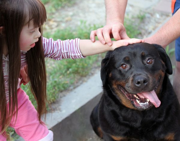 A child carefully petting a dog under the supervision of an adult.