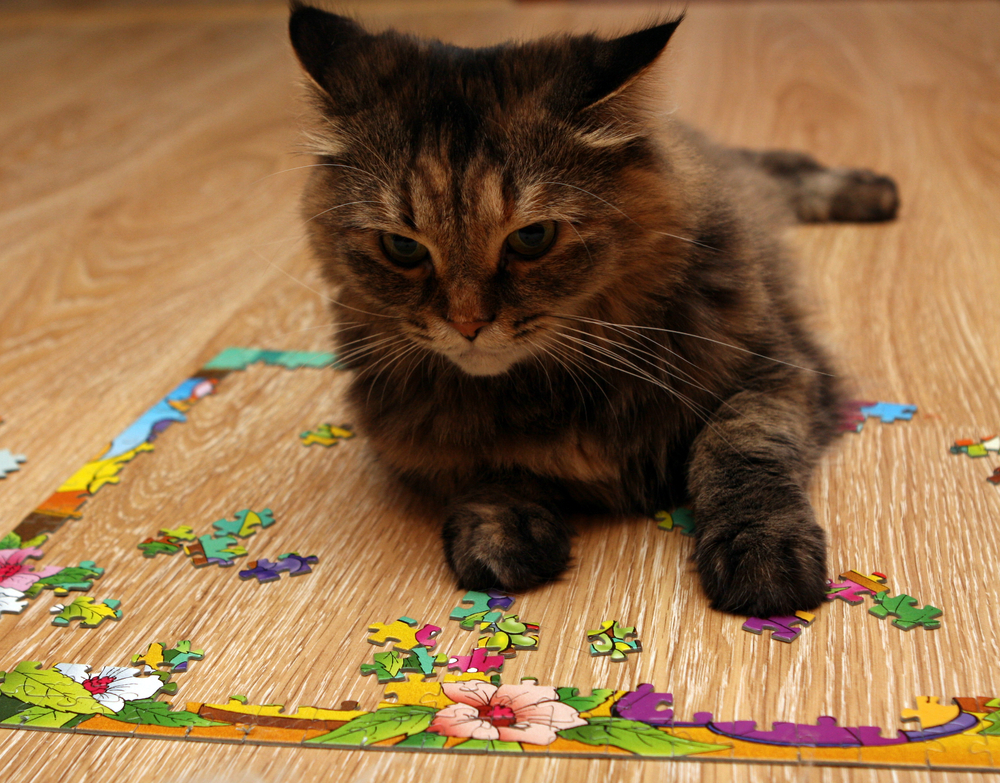 cat playing puzzle lying on the floor