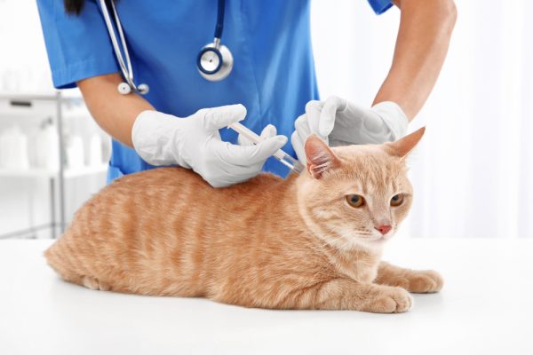 A pet receiving a vaccination from a veterinarian.