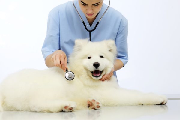 A veterinarian performing a regular check-up on a pet