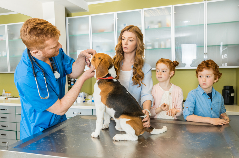Veterinary examing dog at clinic