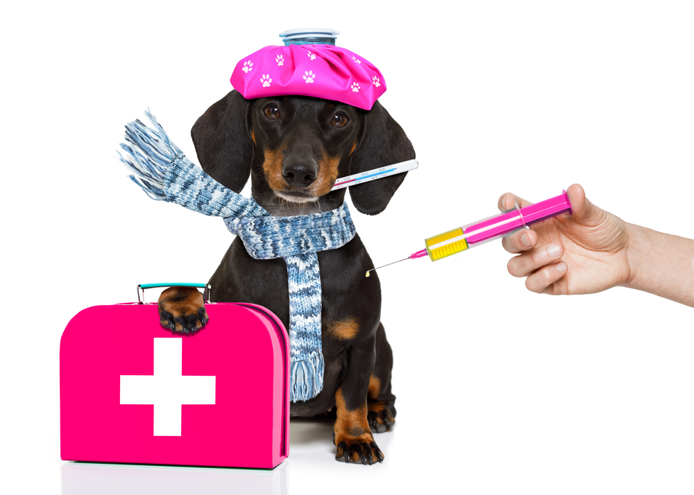 An image showing a pet first aid kit and a pet being treated for a common injury