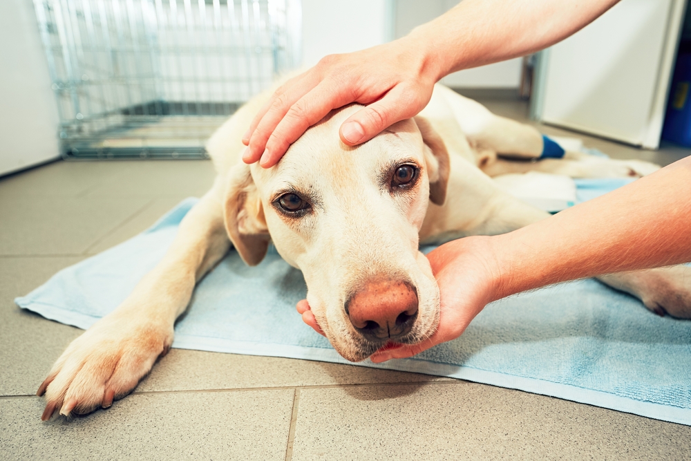 Pet owner checking pet for signs of distress or illness.