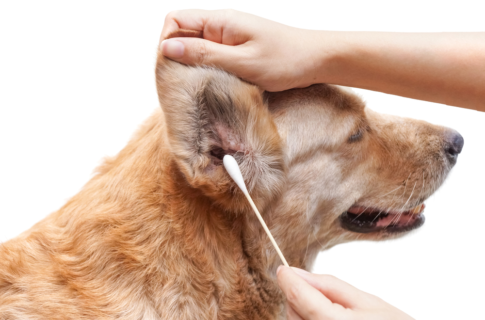 A pet owner gently cleaning his dog's ear with a recommended product.