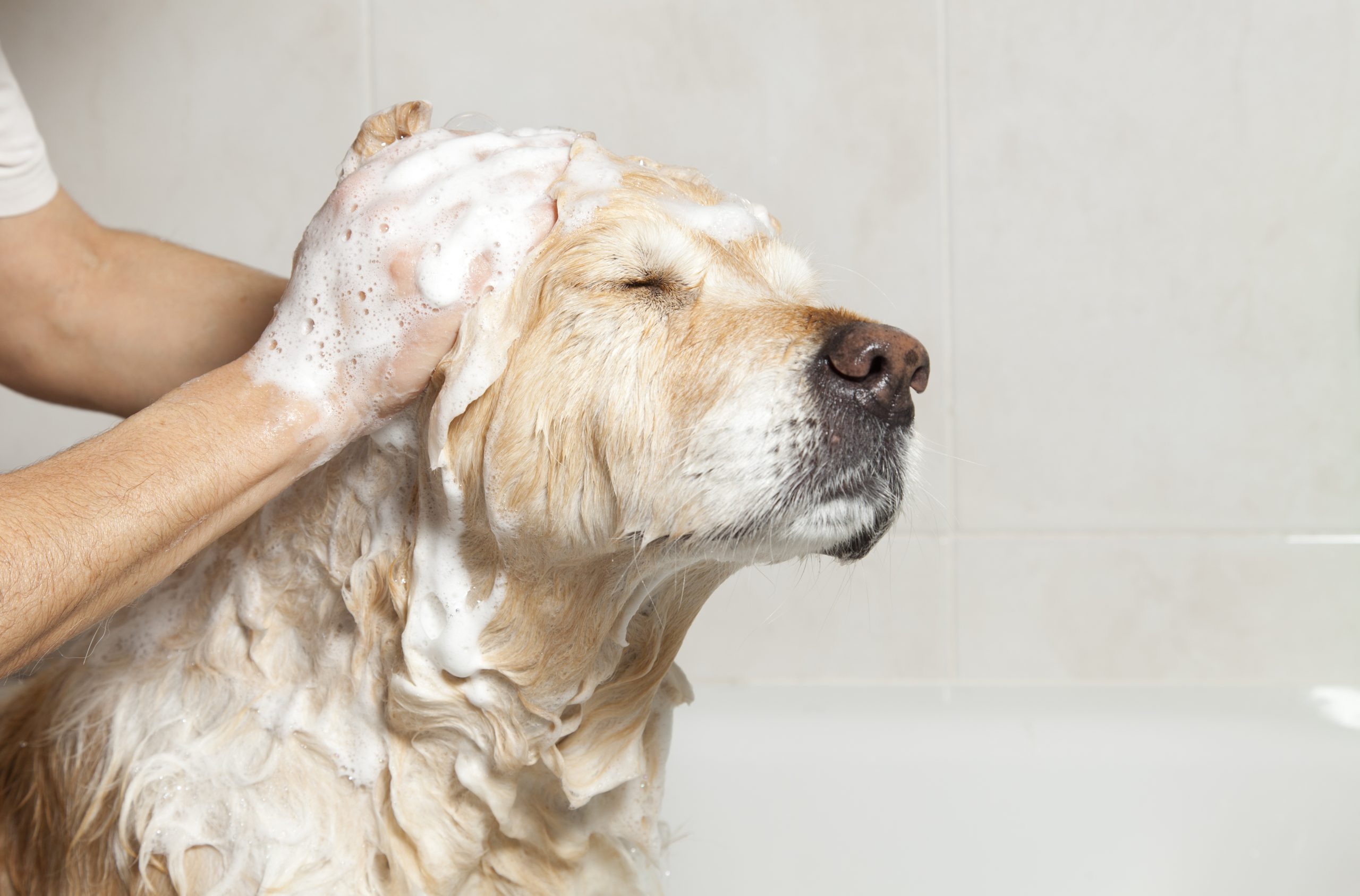 A dog happily taking a bath, showing a pet's cooperation in hygiene practices.
