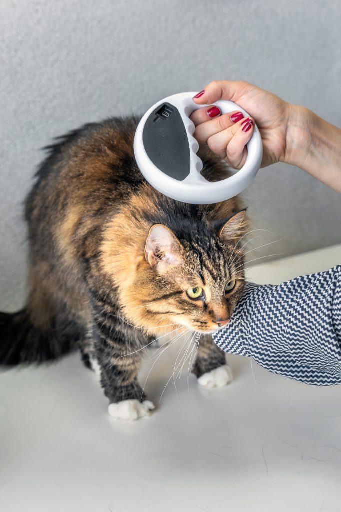The vet checks the microchip on a cat with Microchip Scanner in a veterinary clinic.