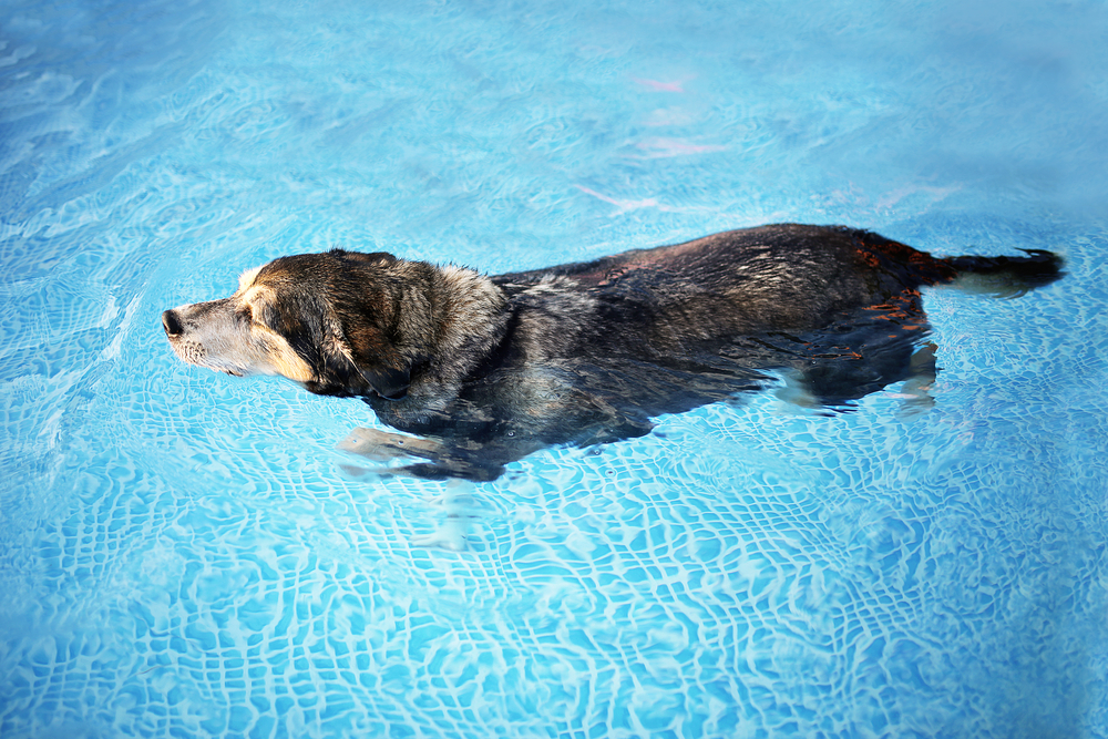 Elderly dog swimming in a pet-safe pool