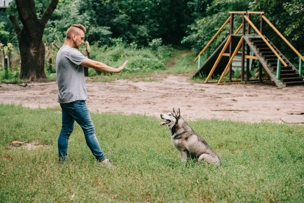 Man gesturing command to sit with siberian husky dog in park