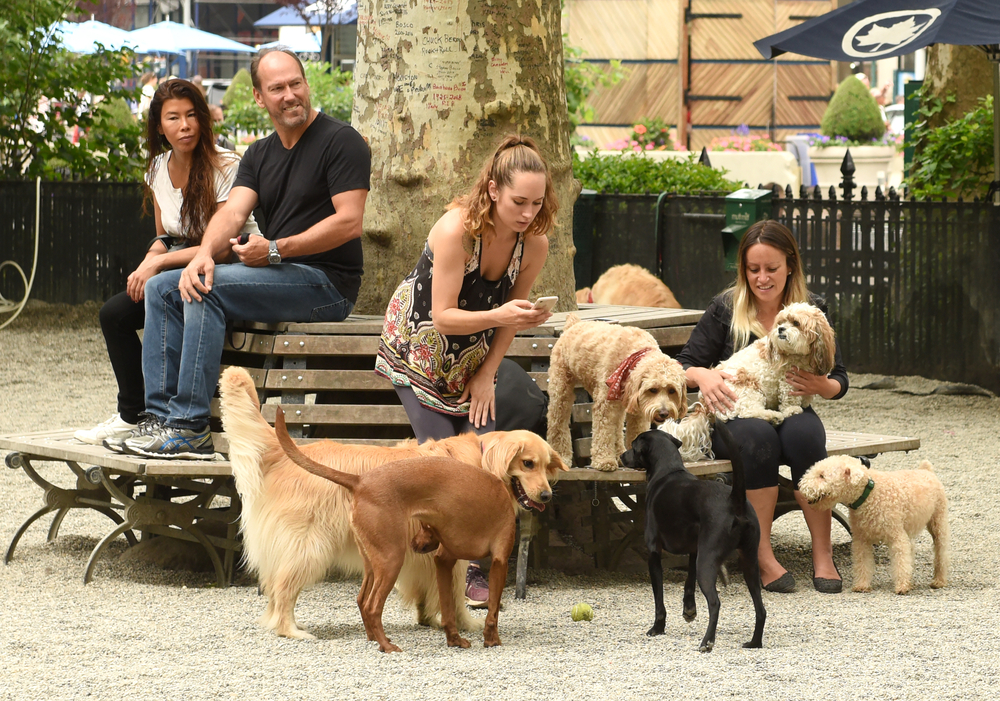 A group of pet owners gathered in a park