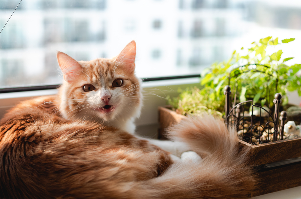 Cute ginger cat resting on a window sill.