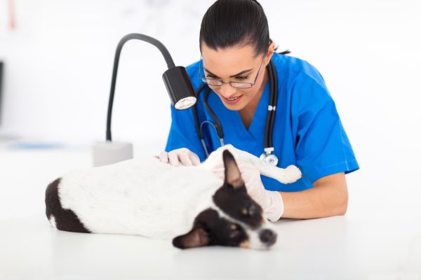 A dog being examined by a vet during a regular check-up.
