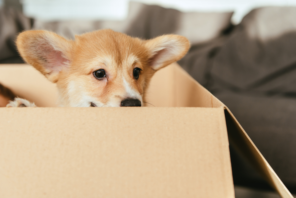 A stressed dog in a moving box amidst packed household items