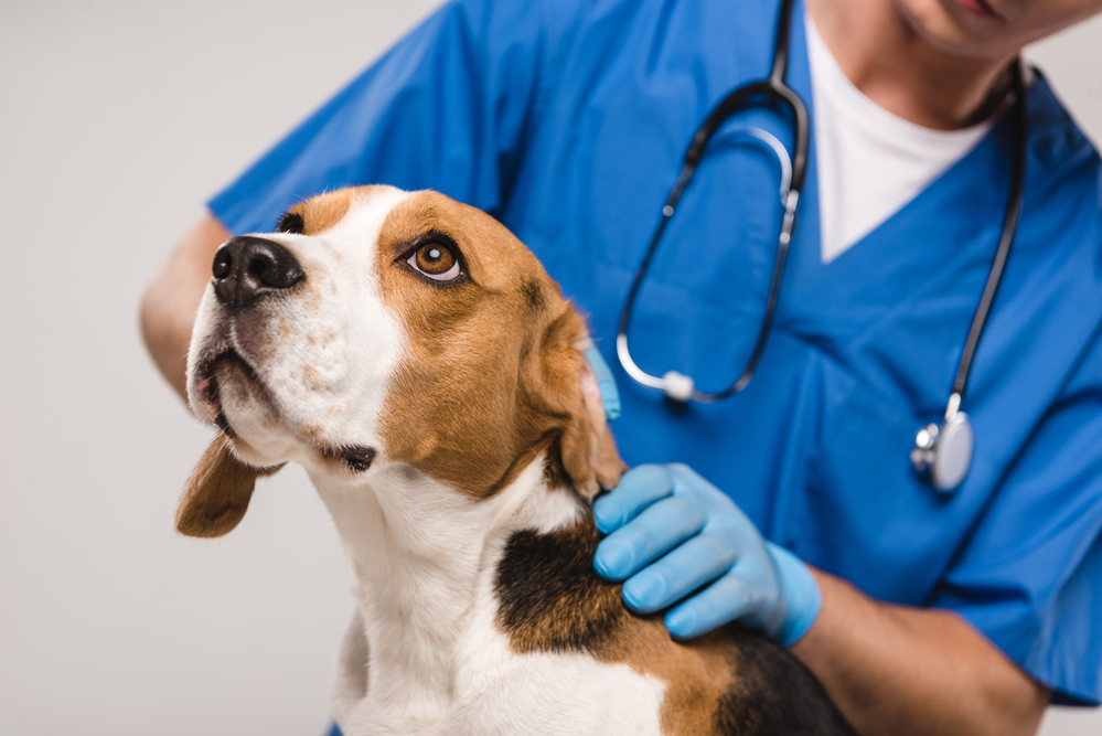 A veterinarian examining a dog.