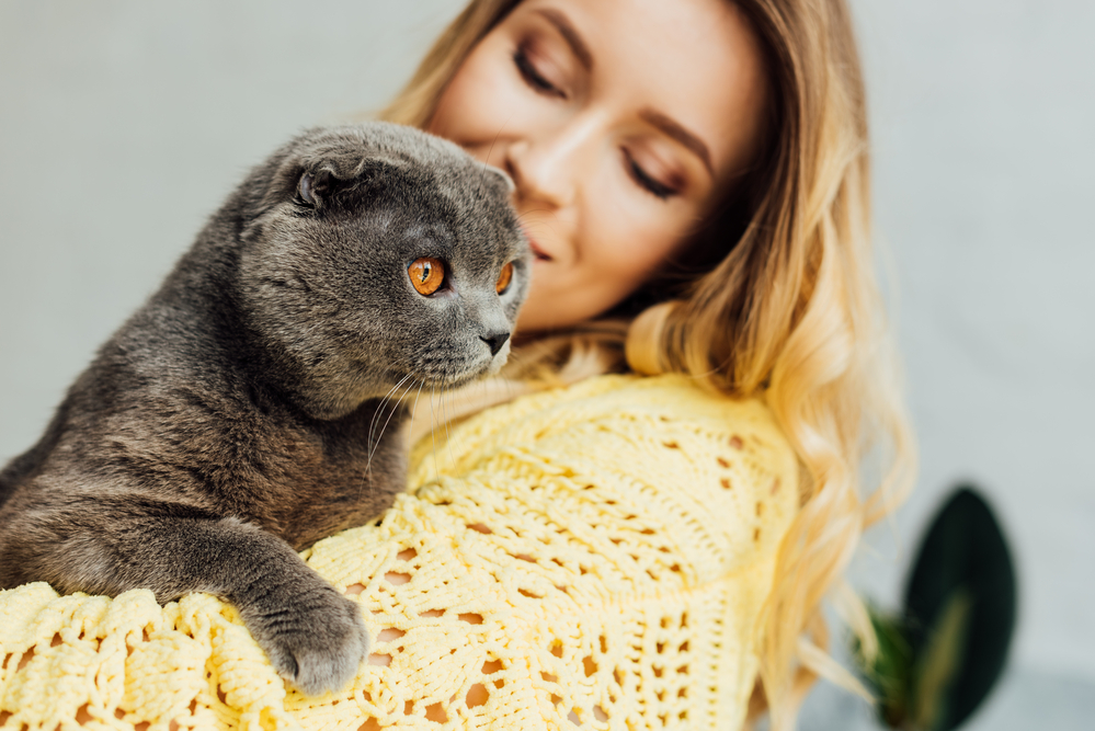 Beautiful girl in knitted sweater holding scottish fold cat